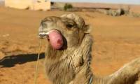 What is the 'meat ball' spitting out of a camel's mouth?