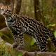 Photo of See the cat that looks like a leopard