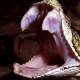 Photo of The death bite of the snake with the longest fangs
