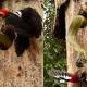 Photo of The duel between snakes and woodpeckers