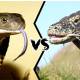 Photo of The king cobra attacks the iguana and is surprised by the opponent's counterattack
