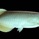 Photo of The most expensive aquarium fish in the world is nearly 10 billion each