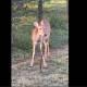 Photo of The scene of deer eating snakes scared many people and the surprising reason behind