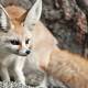 The world's smallest fox