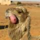 Photo of What is the 'meat ball' spitting out of a camel's mouth?