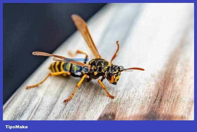 30 hornets massacred 30,000 bees in 3 hours Picture 1