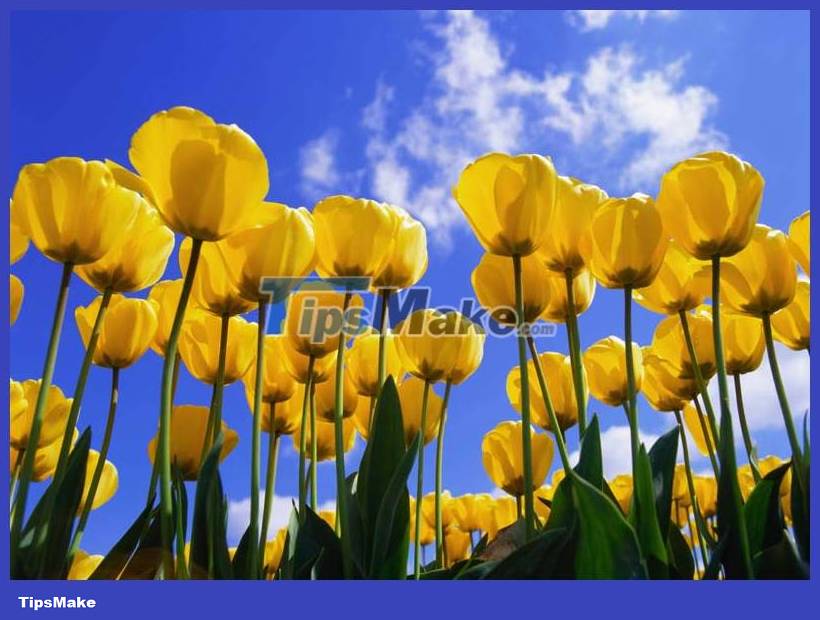 Download the nostalgic Windows XP SP2 wallpaper set Picture 19