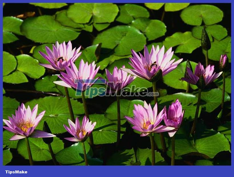 Download the nostalgic Windows XP SP2 wallpaper set Picture 3