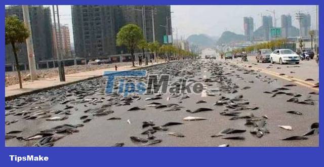 Mysterious town suffers from 'fish rain' every year, scientists are 'at a loss' Picture 2