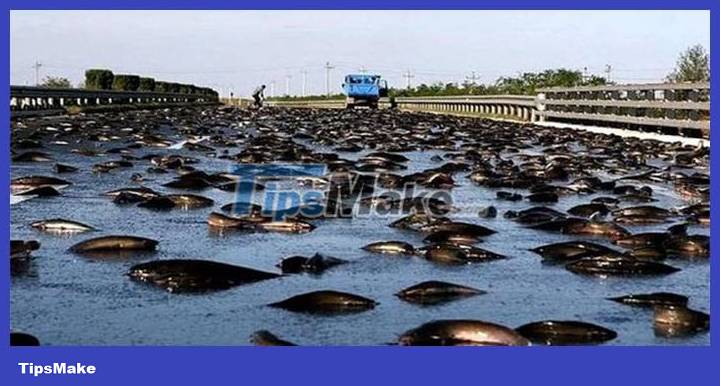 Mysterious town suffers from 'fish rain' every year, scientists are 'at a loss' Picture 3