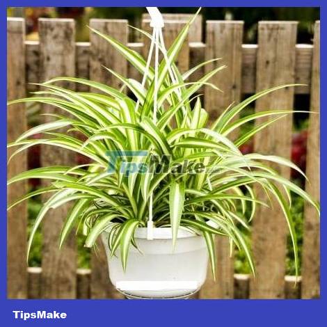 Plants suitable for growing in the toilet help deodorize and clean the air Picture 4