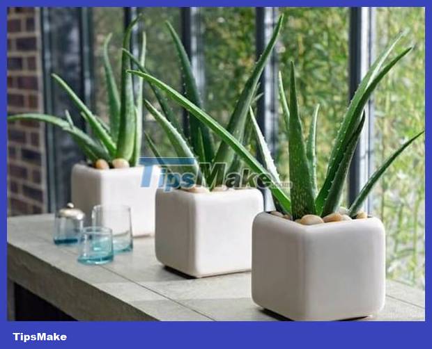 Plants suitable for growing in the toilet help deodorize and clean the air Picture 5