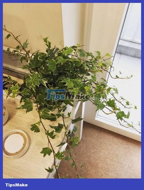 Plants suitable for growing in the toilet help deodorize and clean the air Picture 6