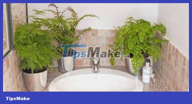Plants suitable for growing in the toilet help deodorize and clean the air Picture 7