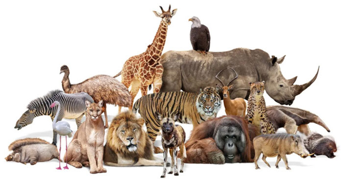 How many animals have ever existed on Earth? - TipsMake.com