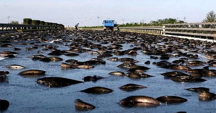 Mysterious Town Suffers from 'Fish Rain' Every Year, Scientists Are 'at a Loss'
