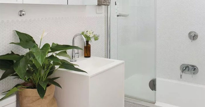Plants Suitable for Growing in the Toilet Help Deodorize and Clean the Air