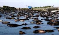 Mysterious town suffers from 'fish rain' every year, scientists are 'at a loss'