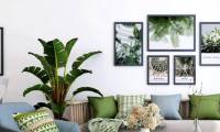 Where to place ornamental plants in the house is good for feng shui?