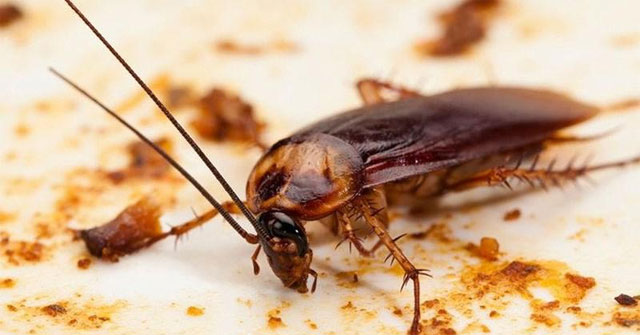 13 effective and safe ways to kill cockroaches using natural methods Picture 1