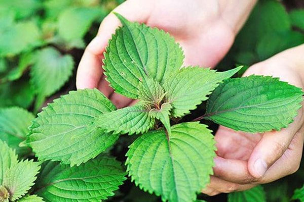 13 effective and safe ways to kill cockroaches using natural methods Picture 3