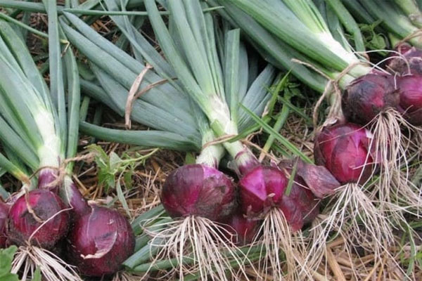 13 effective and safe ways to kill cockroaches using natural methods Picture 9