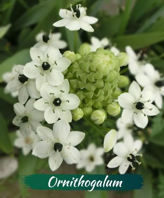 21 species of plants and flowers are beautiful but contain deadly poison Picture 10