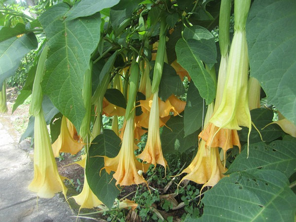 21 species of plants and flowers are beautiful but contain deadly poison Picture 4