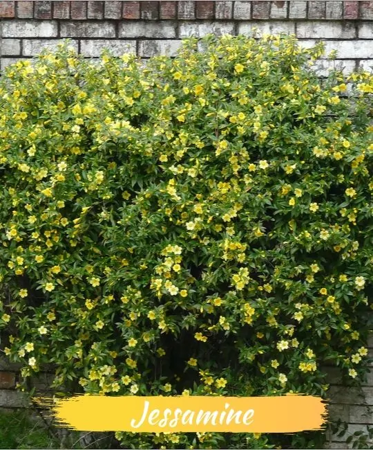 21 species of plants and flowers are beautiful but contain deadly poison Picture 8