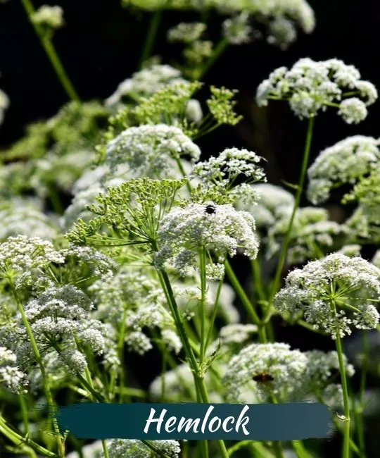 21 species of plants and flowers are beautiful but contain deadly poison Picture 9