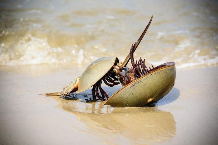 5 living 'fossils' on Earth Picture 1