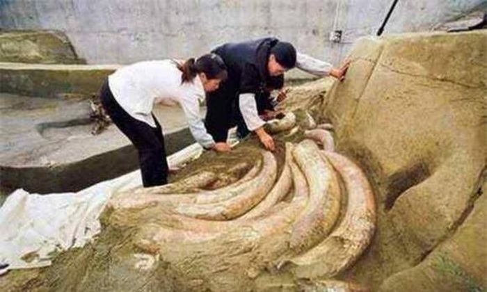 Experts dug up the 'ivory bank', but they panicked and retreated ...