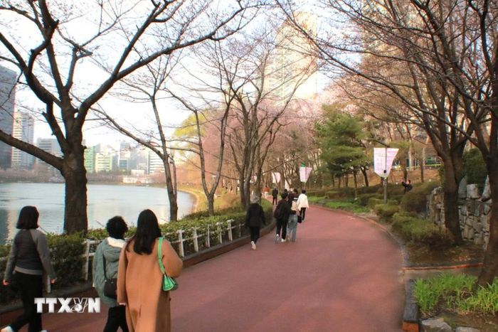 South Korea: The capital Seoul witnessed the first cherry blossoms blooming Picture 1