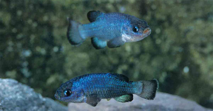 Picture 1 of The rare fish species only had 37 left, living in Devil's Hole