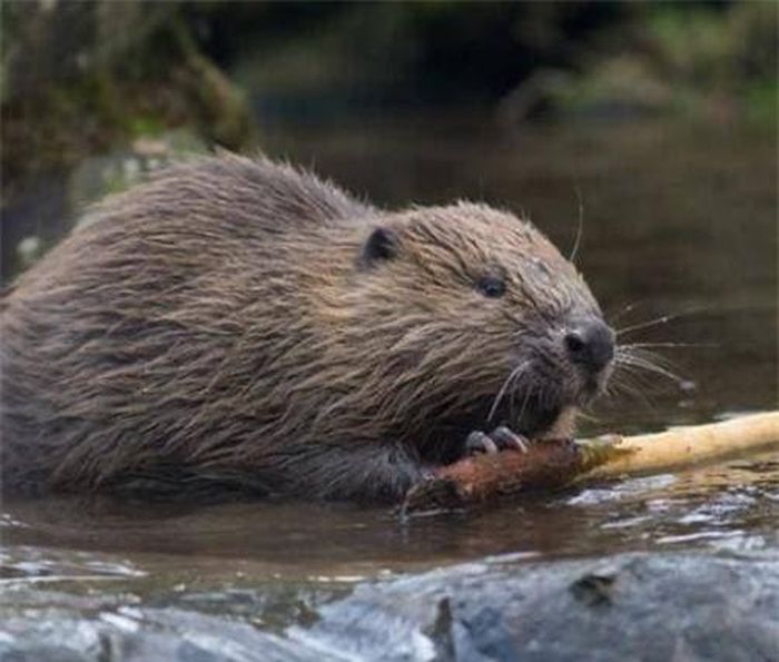 The 'stupidest' animal in the world, IQ is so low that it is about to become extinct, experts 'tried their best' Picture 1