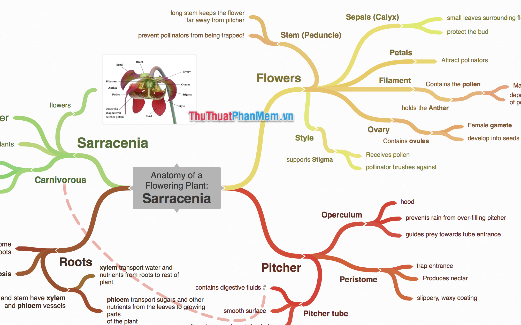 Top 5 best free mind mapping software today Picture 3