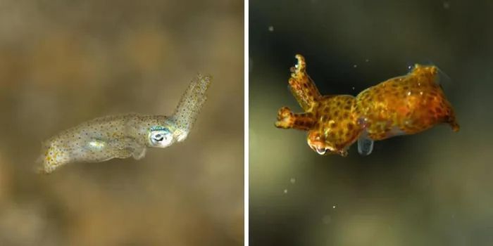 Unique new species of squid, super small 1cm, hunts by sitting still Picture 1