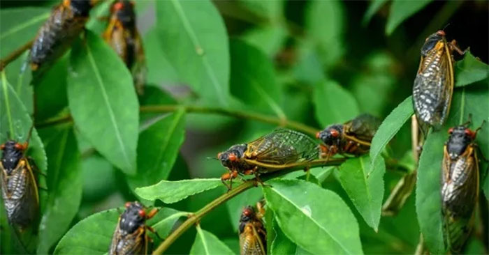 100,000 Billion Cicadas Came to Life at the Same Time in the US After a Total