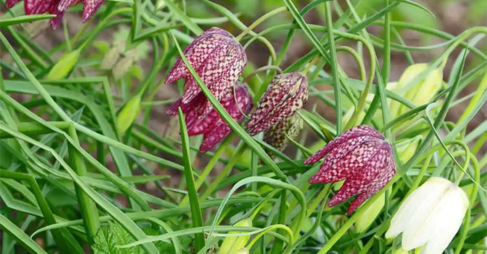 21 Species of Plants and Flowers Are Beautiful but Contain Deadly Poison