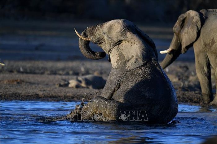 Botswana threatens to send 20,000 elephants to Germany