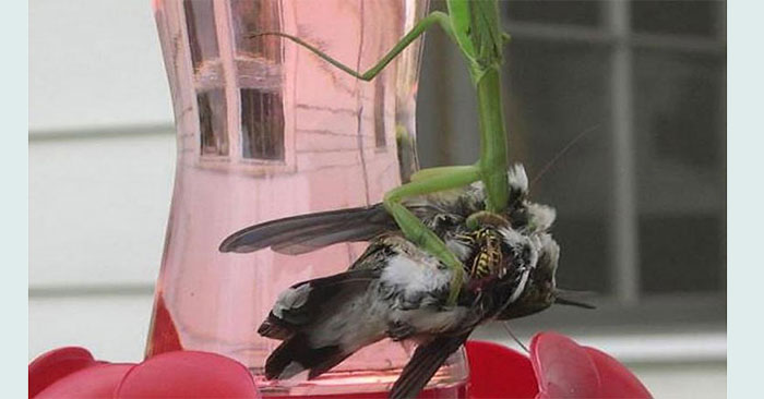 Close-up of a Mantis Capturing and Killing a Hummingbird with Lightning Speed