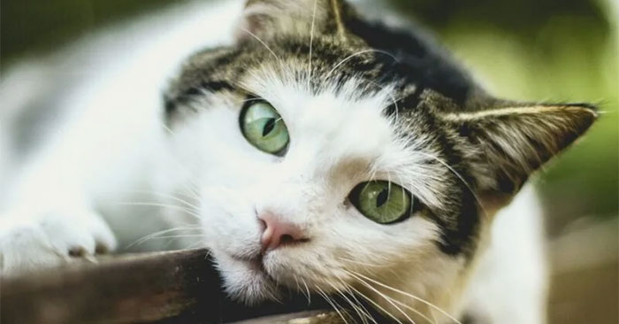 How to Take Photos with Blurred Backgrounds Using an Android Phone: Complete