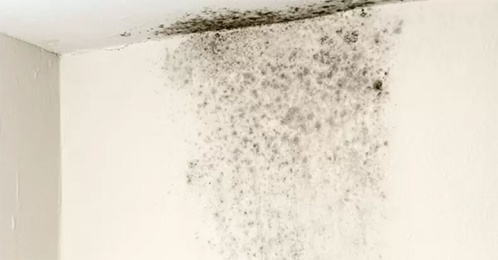 Simple and Effective Way to Treat Moldy Walls: Main Insights