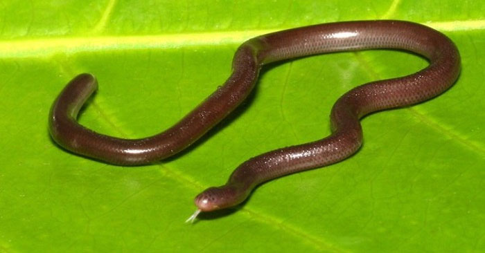Snakes Are Tiny Like Worms, the Whole Species Is Only Female, There Are No Males