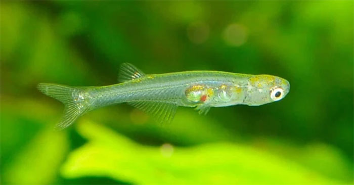 The Fish Is Small but Can Make a Sound as Loud as a Gunshot Explained