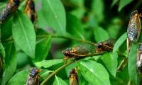 100,000 billion cicadas came to life at the same time in the US after a total solar eclipse