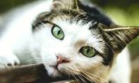 How to take photos with blurred backgrounds using an Android phone