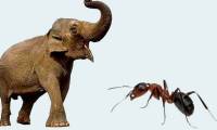 The battle between ants and African elephants