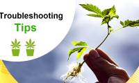 Troubleshooting Tips: Common Problems Encountered During Cannabis Harvesting and Cloning