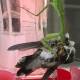 Close-up of a mantis capturing and killing a hummingbird with lightning speed